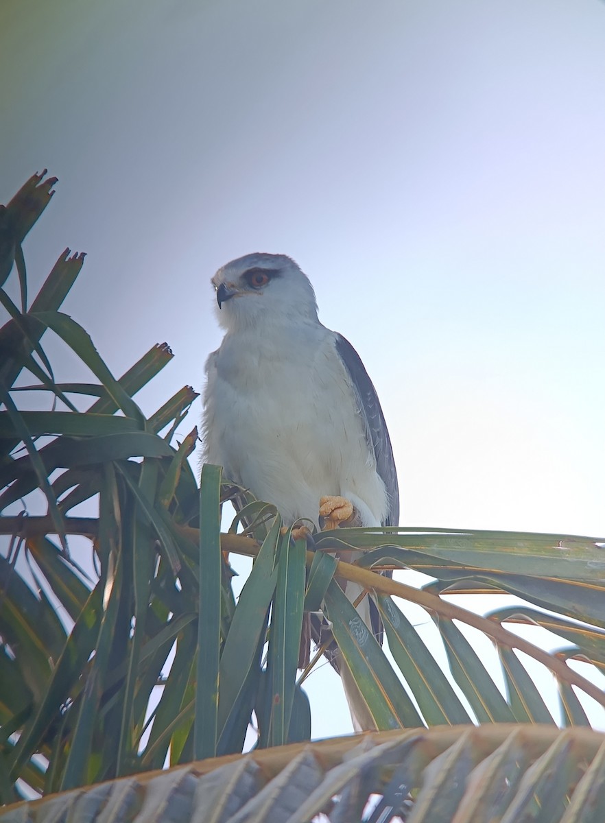 Black-winged Kite - ML642091376