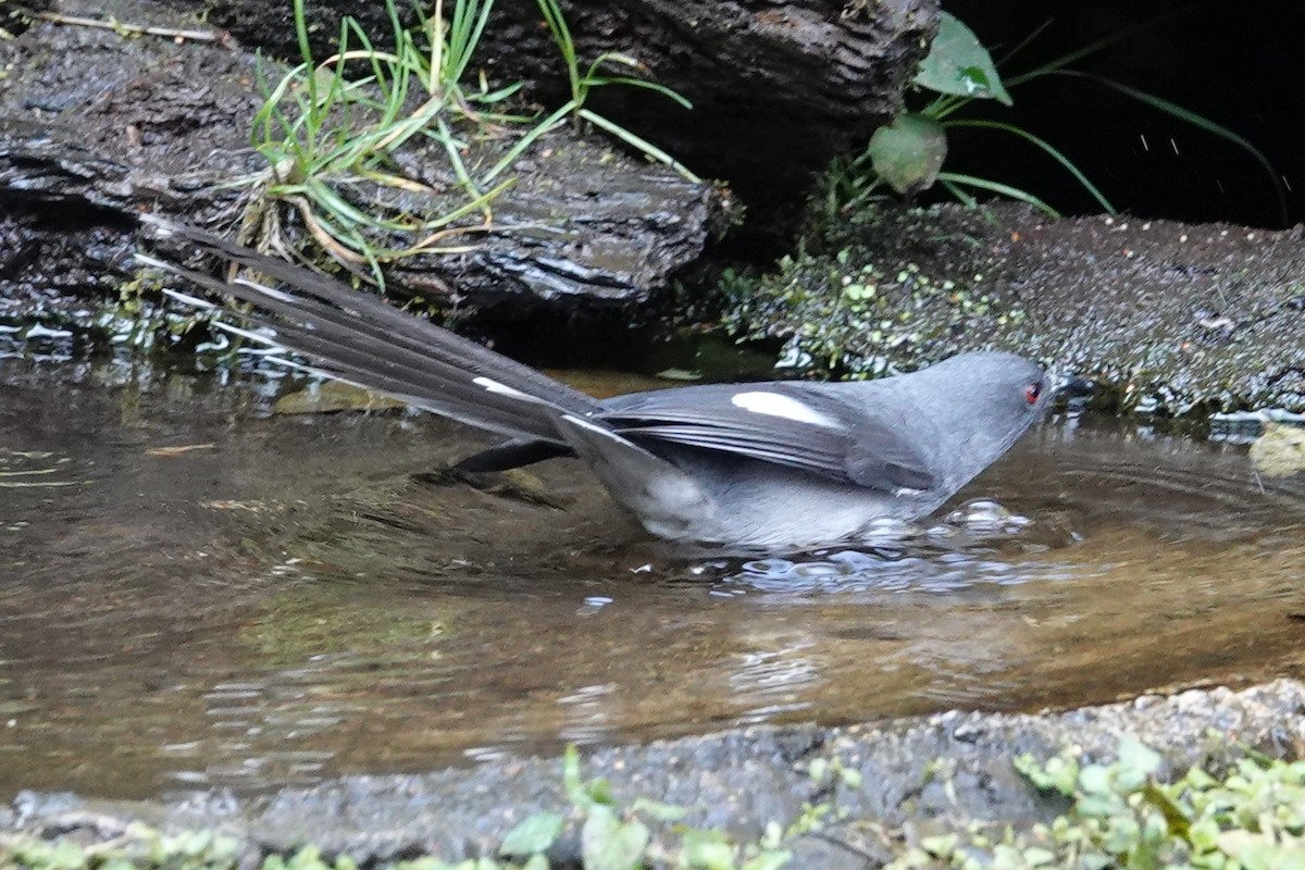 Long-tailed Sibia - ML642091379