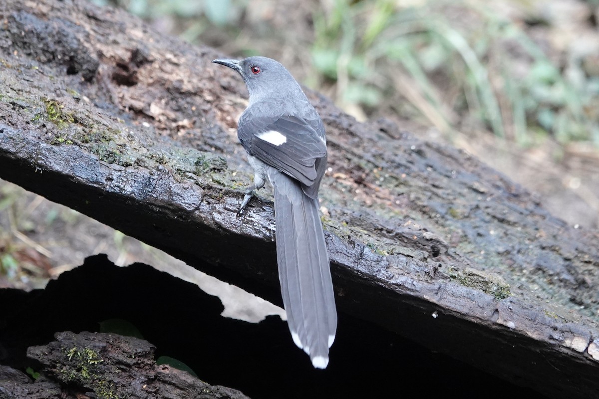 Long-tailed Sibia - ML642091380