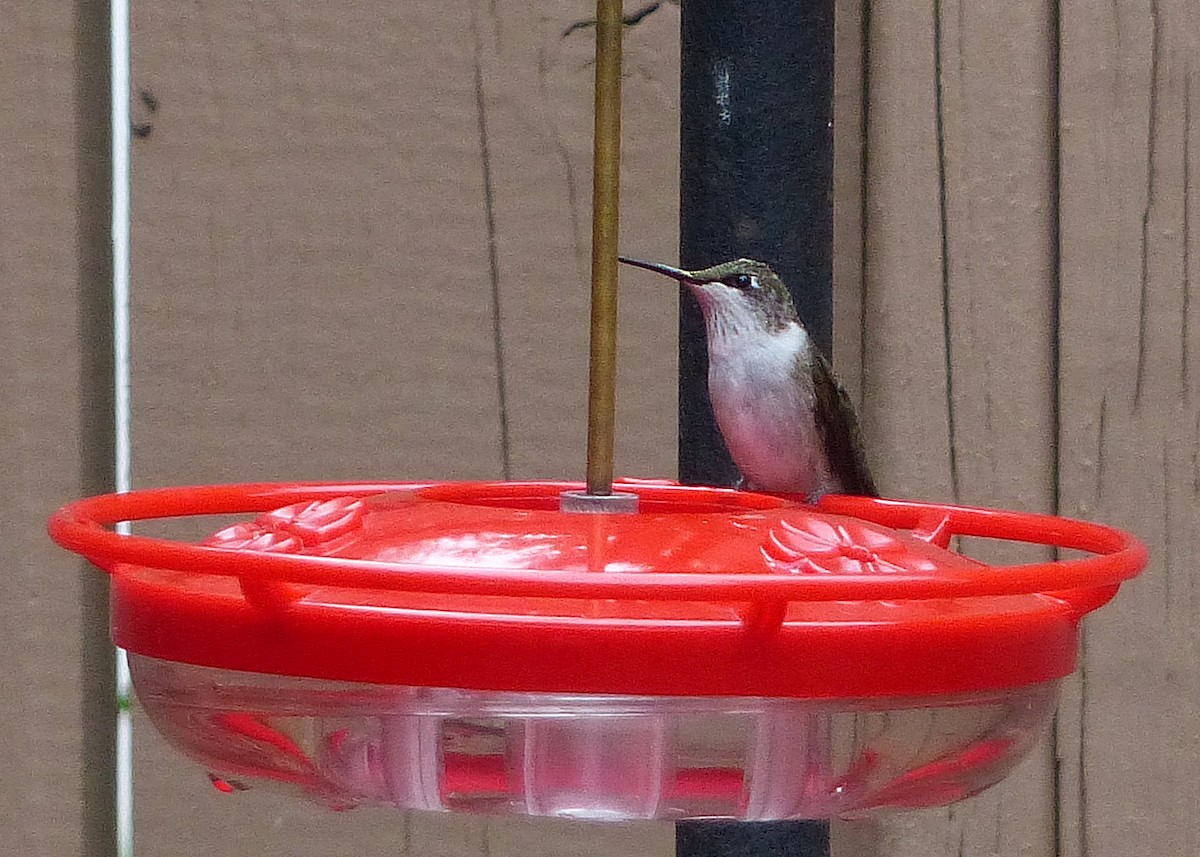 Ruby-throated Hummingbird - ML642091381