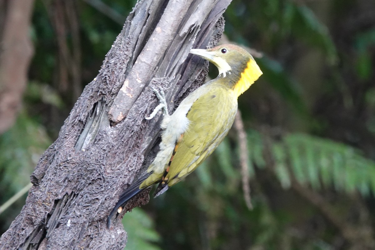 Greater Yellownape - ML642091390