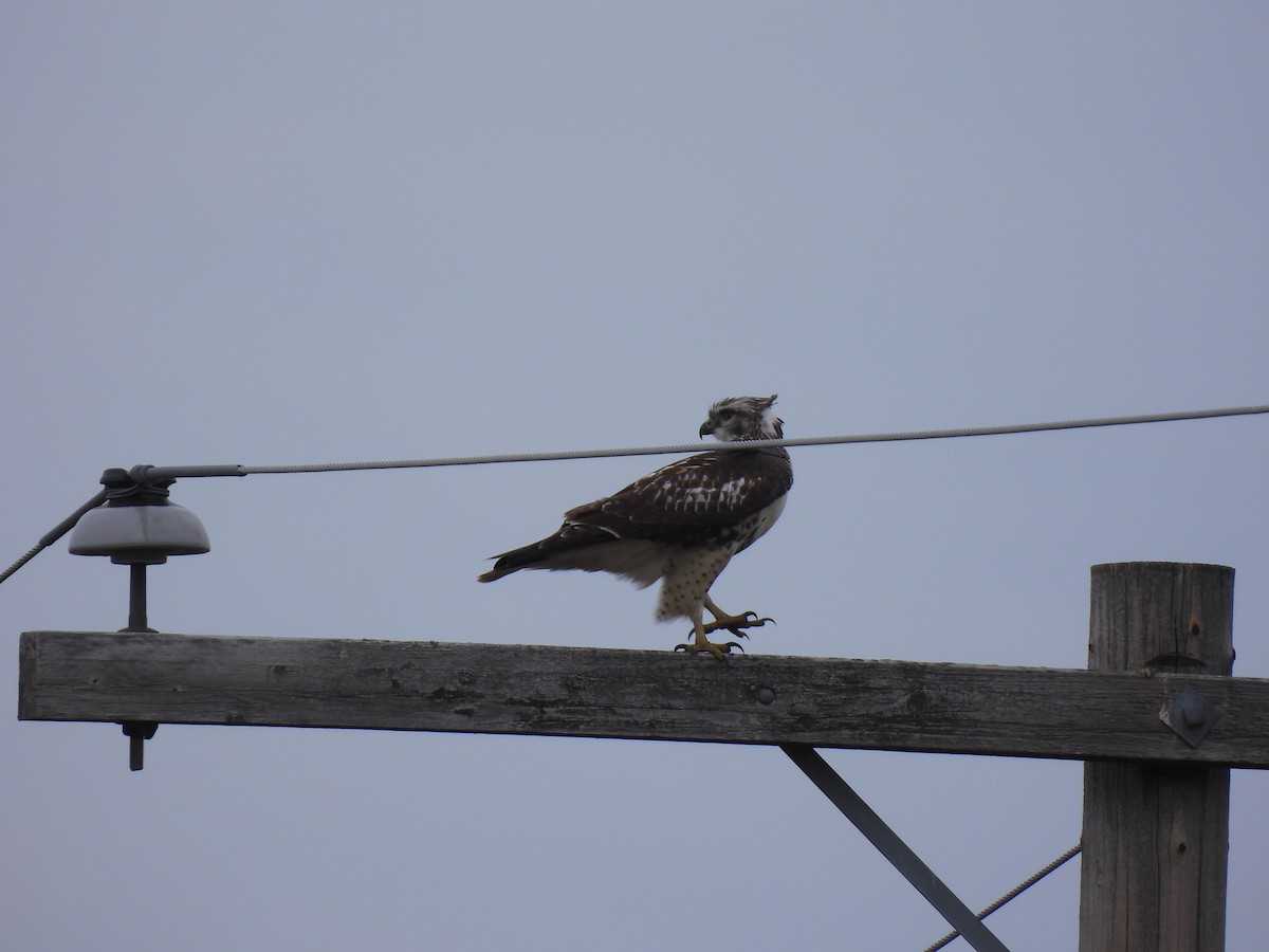 Red-tailed Hawk - ML642091394