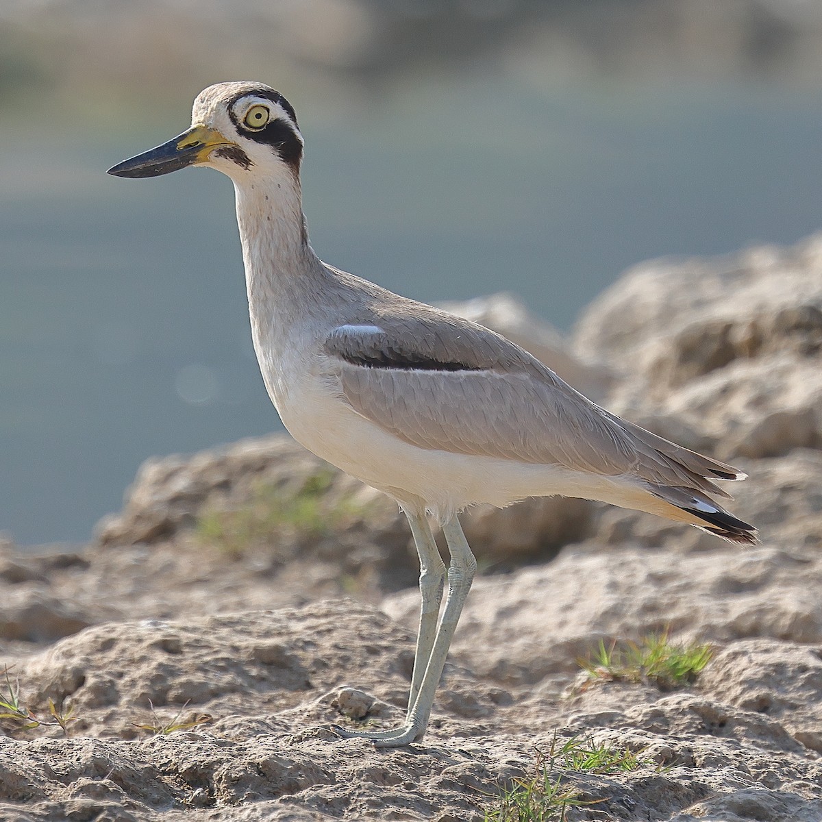 Great Thick-knee - ML642091395