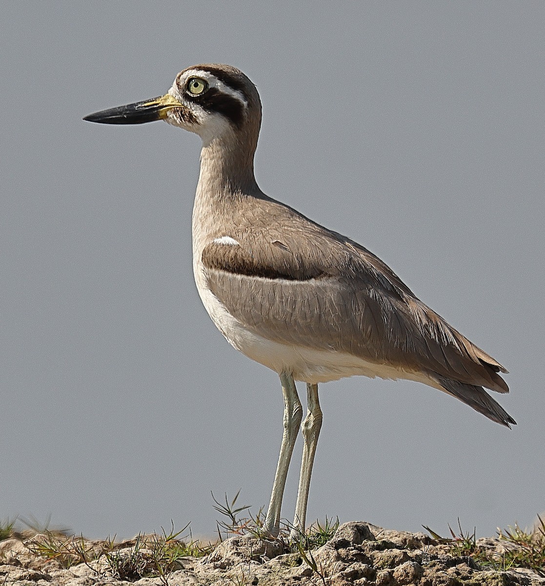 Great Thick-knee - ML642091396