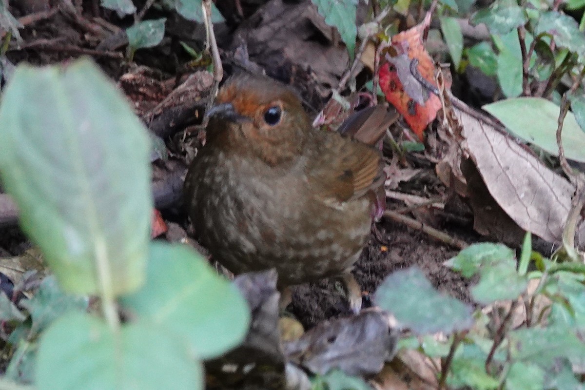 Himalayan Shortwing - ML642091398