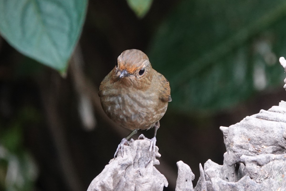Himalayan Shortwing - ML642091400