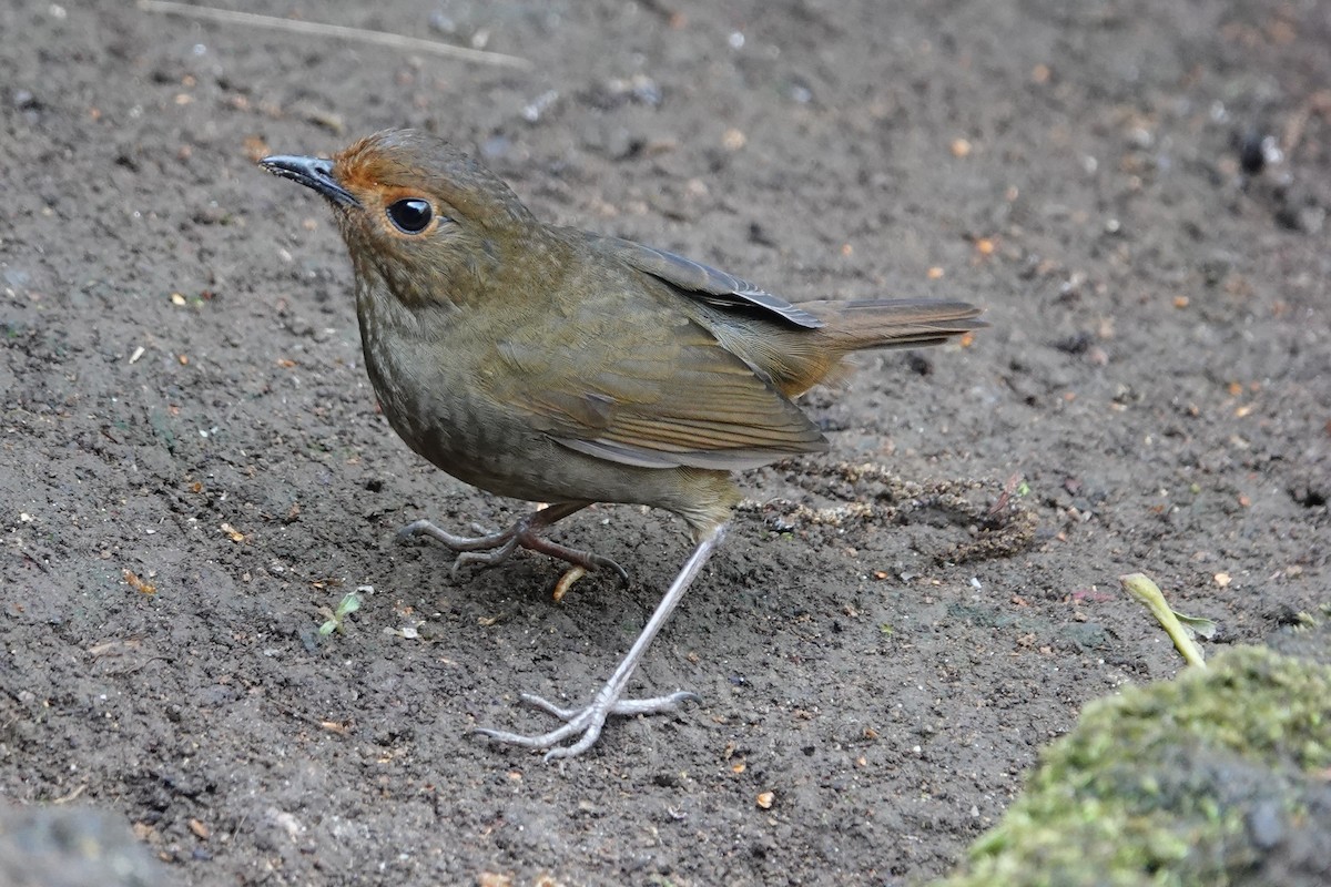 Himalayan Shortwing - ML642091401