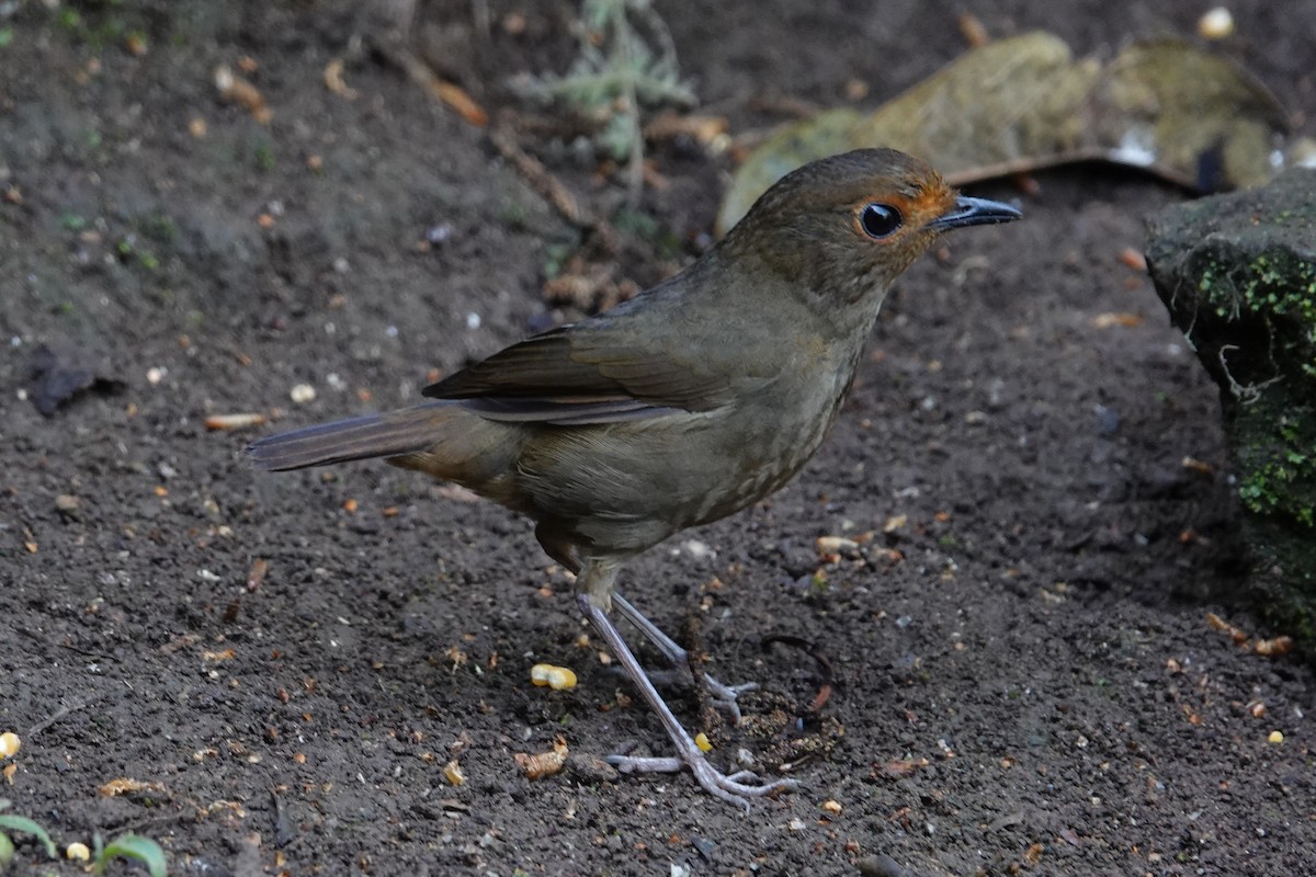 Himalayan Shortwing - ML642091402