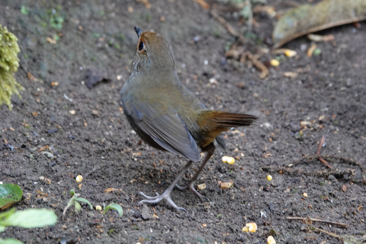 Himalayan Shortwing - ML642091403