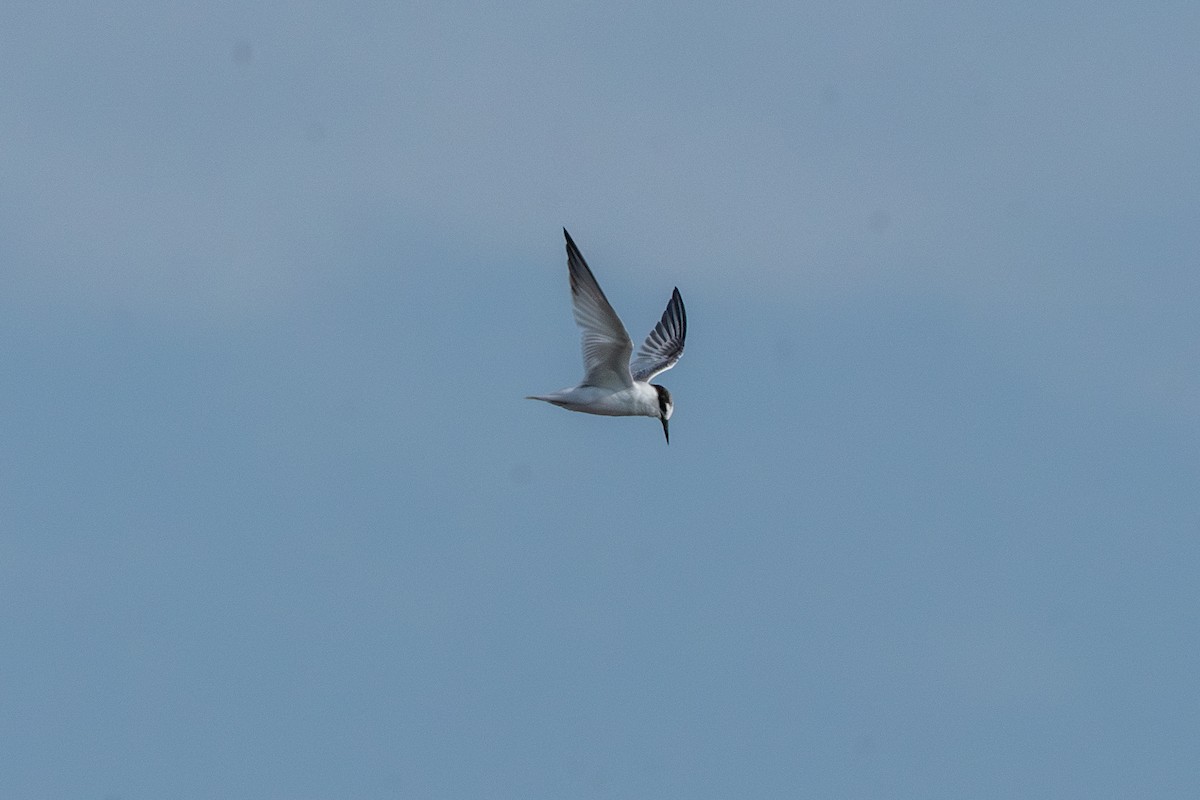 Little Tern - ML642091404