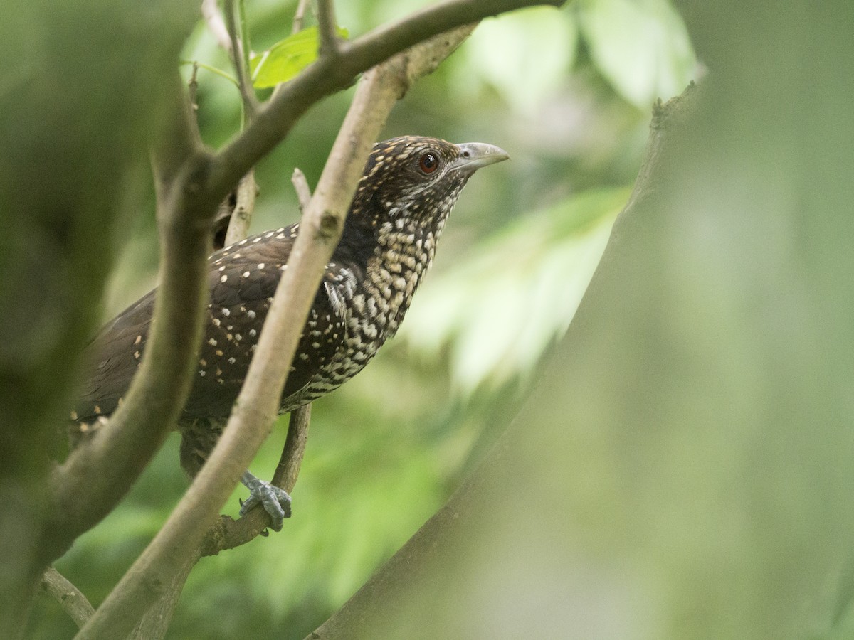 Asian Koel - ML642091405
