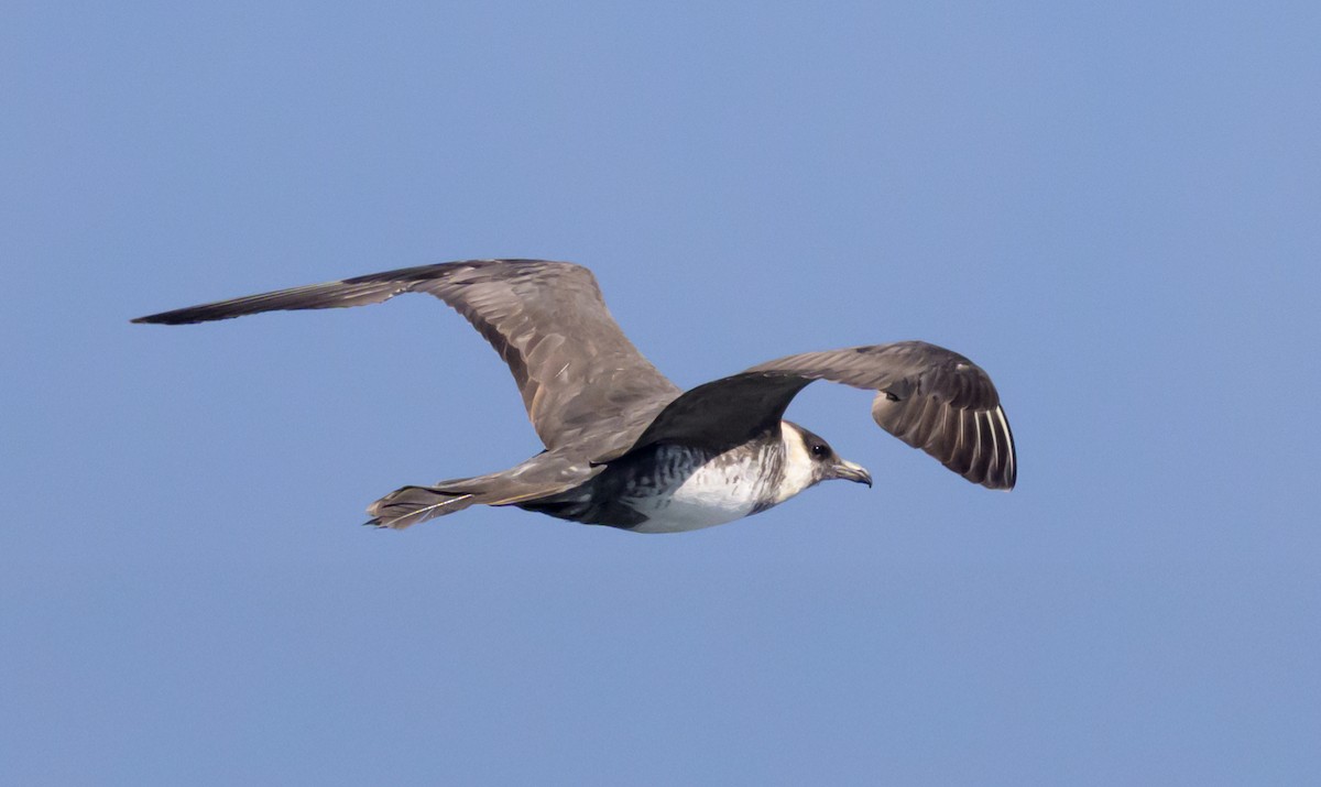 Pomarine Jaeger - ML642091410