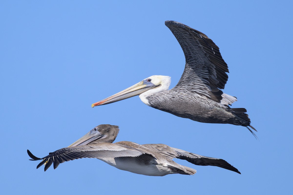 Brown Pelican (California) - ML642091415