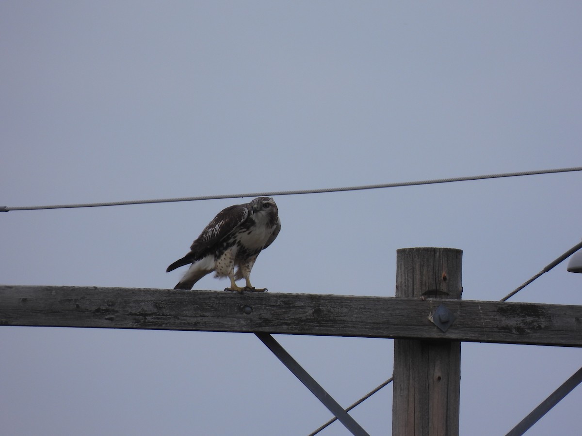 Red-tailed Hawk - ML642091416