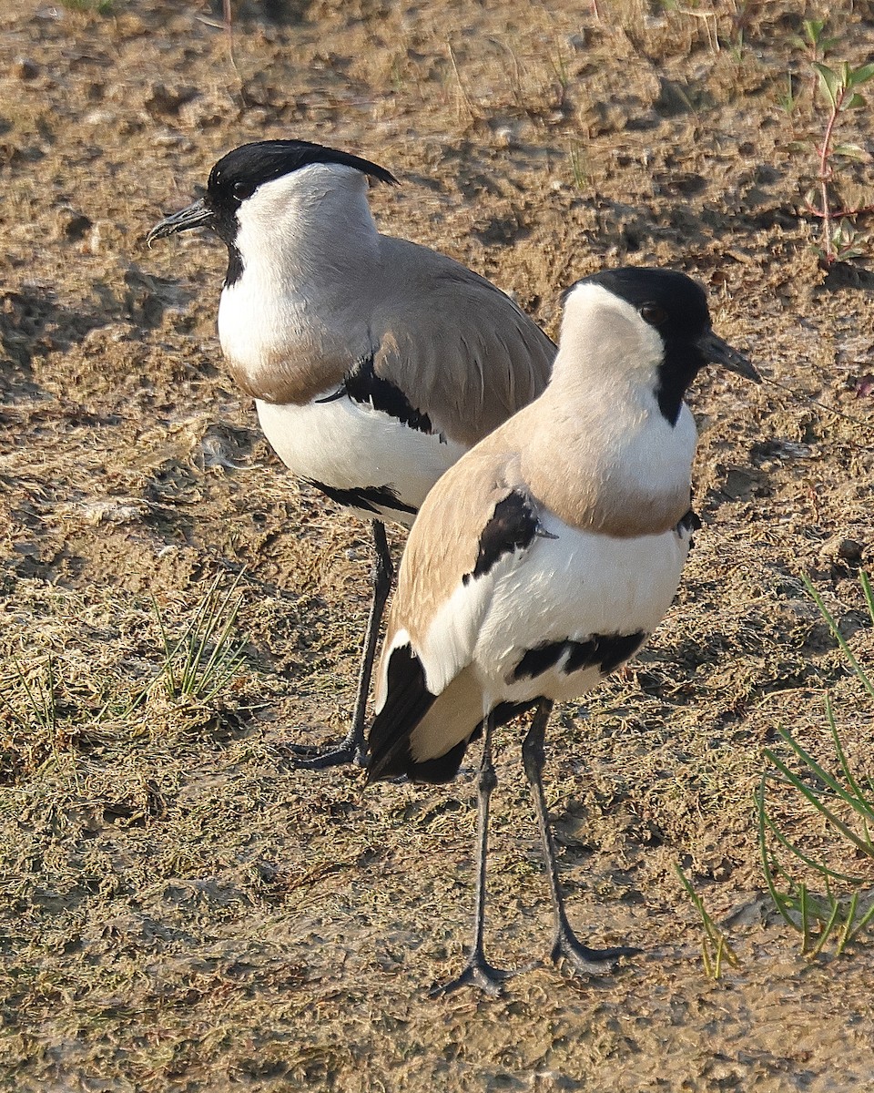 River Lapwing - ML642091418