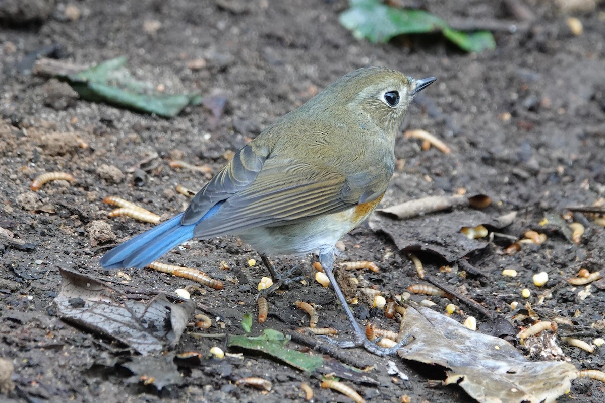 Red-flanked/Himalayan Bluetail - ML642091421