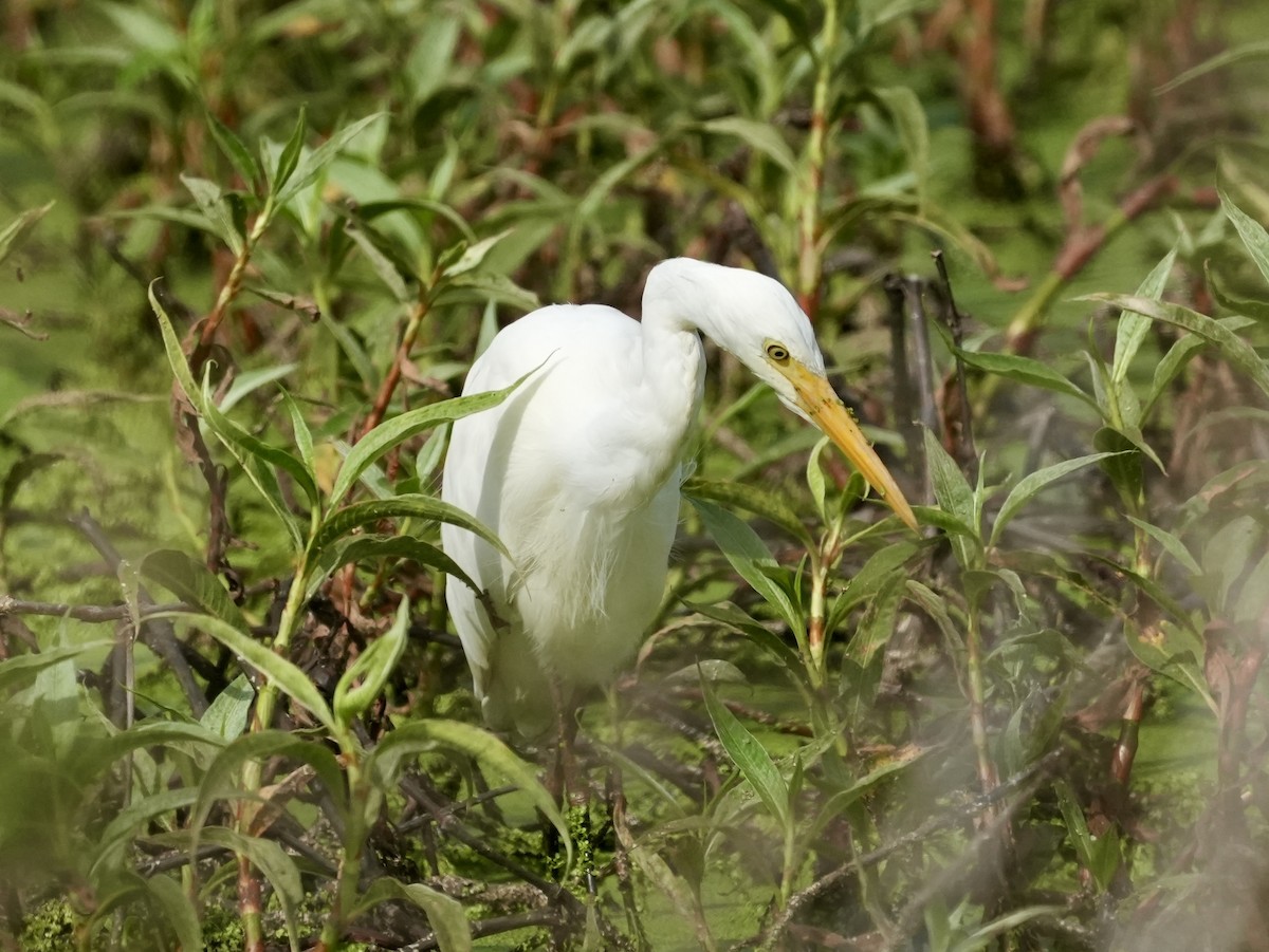 Plumed Egret - ML642091422