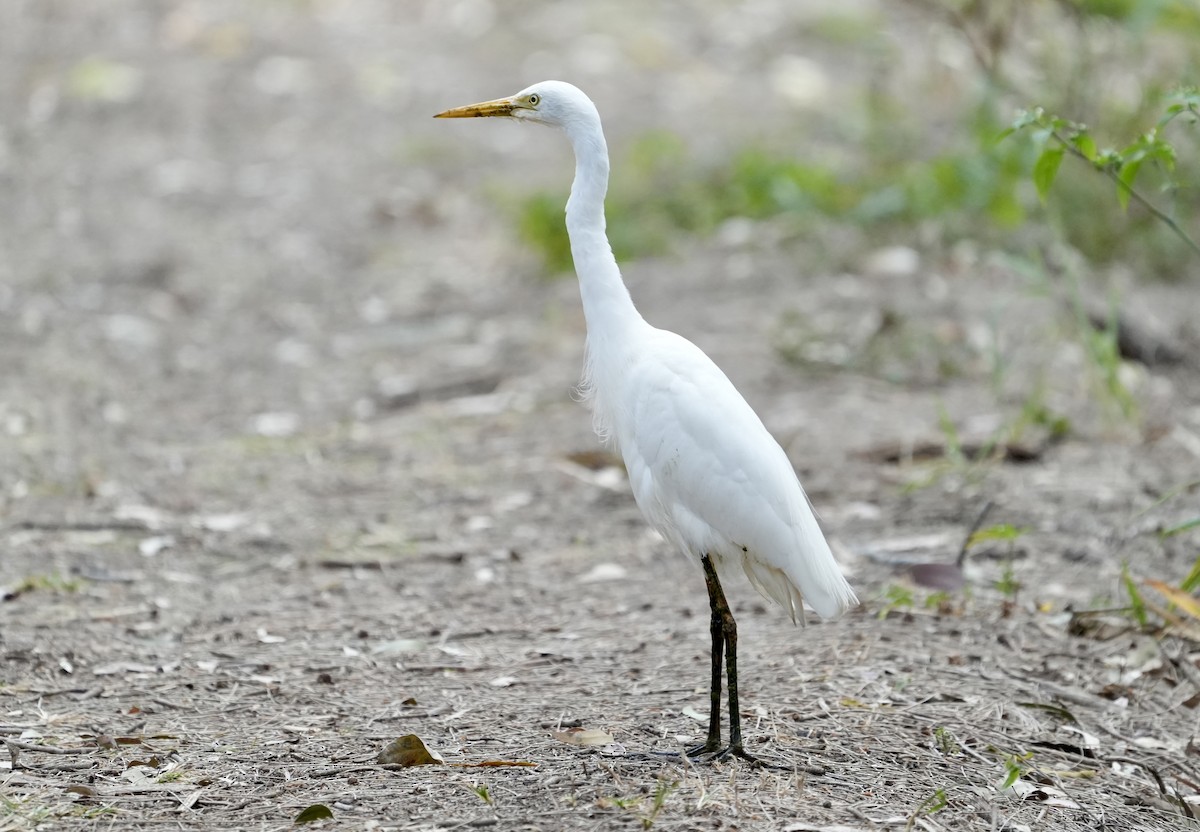 Plumed Egret - ML642091423