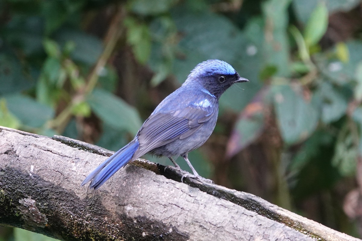 Large Niltava - ML642091428