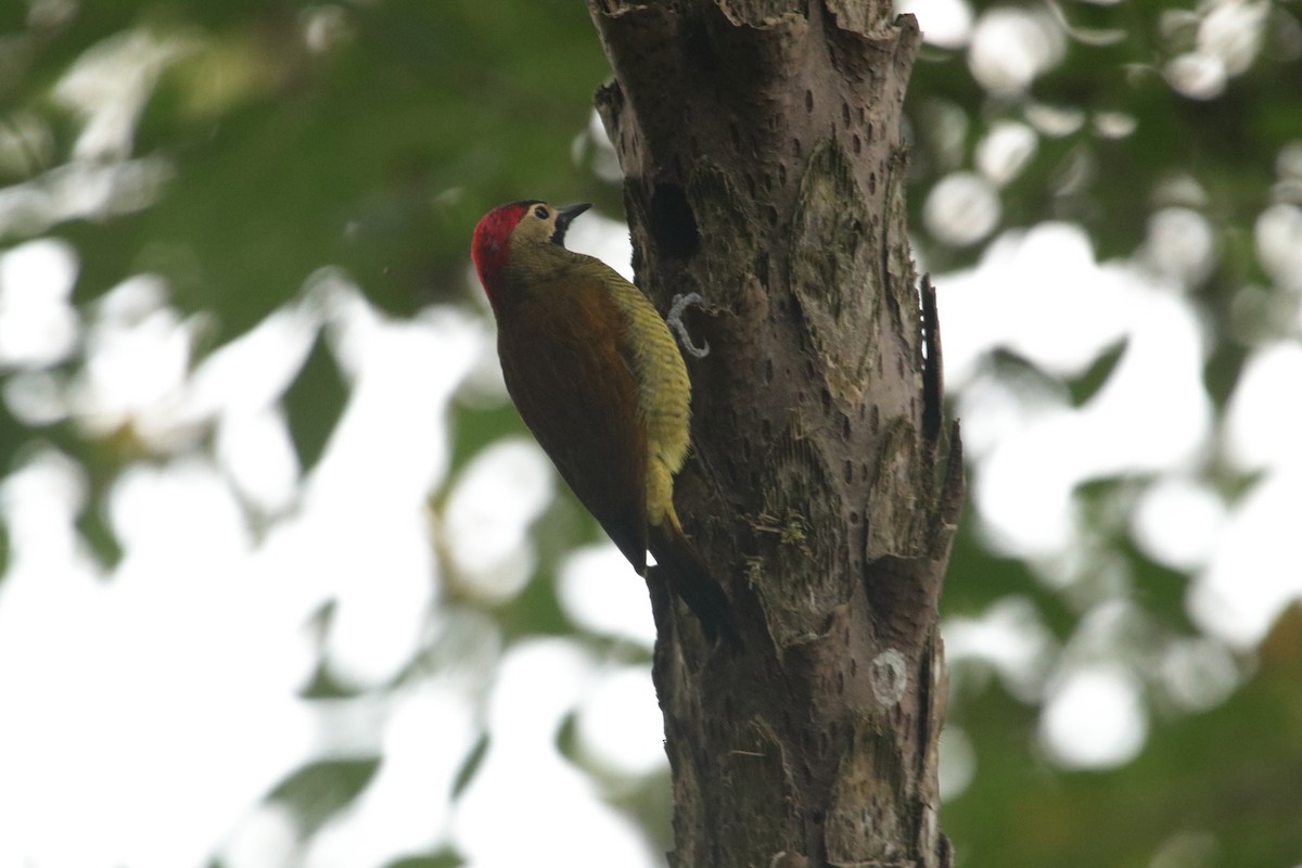 Golden-olive Woodpecker - ML642091434