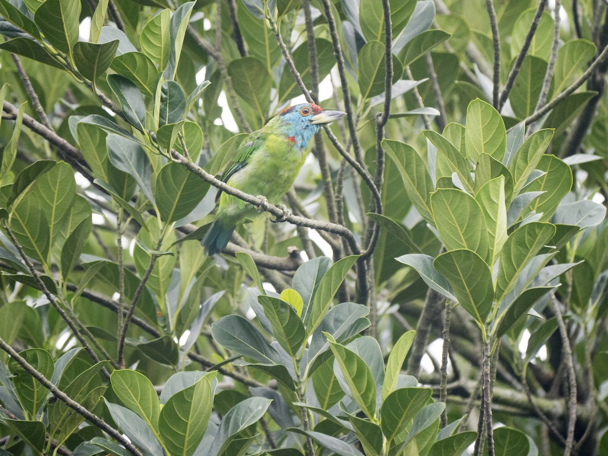 Blue-throated Barbet - ML642091439