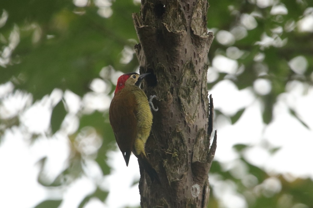 Golden-olive Woodpecker - ML642091452
