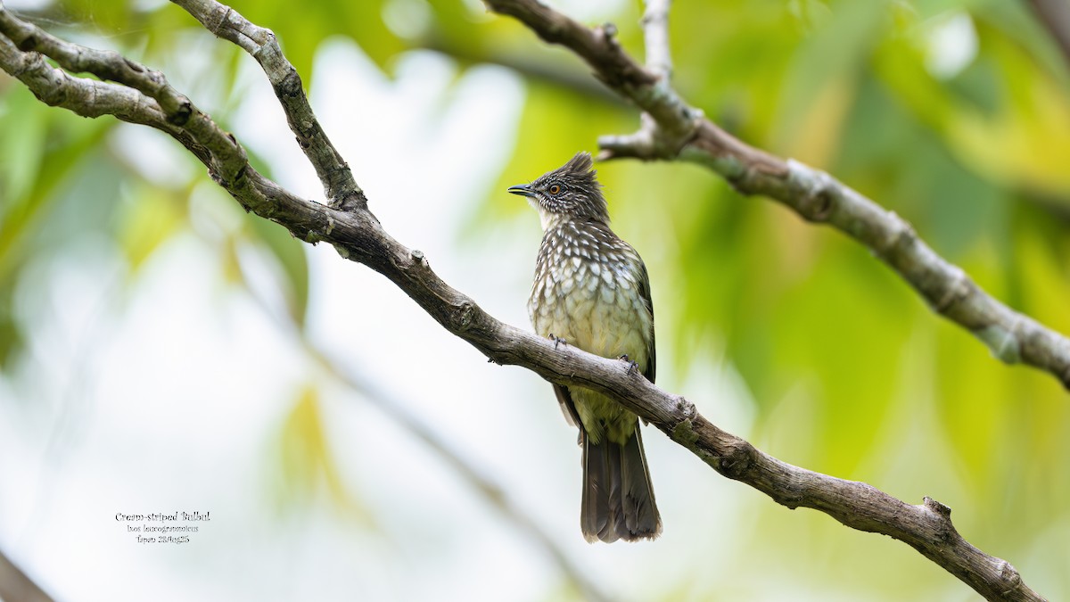 Cream-striped Bulbul - ML642091453