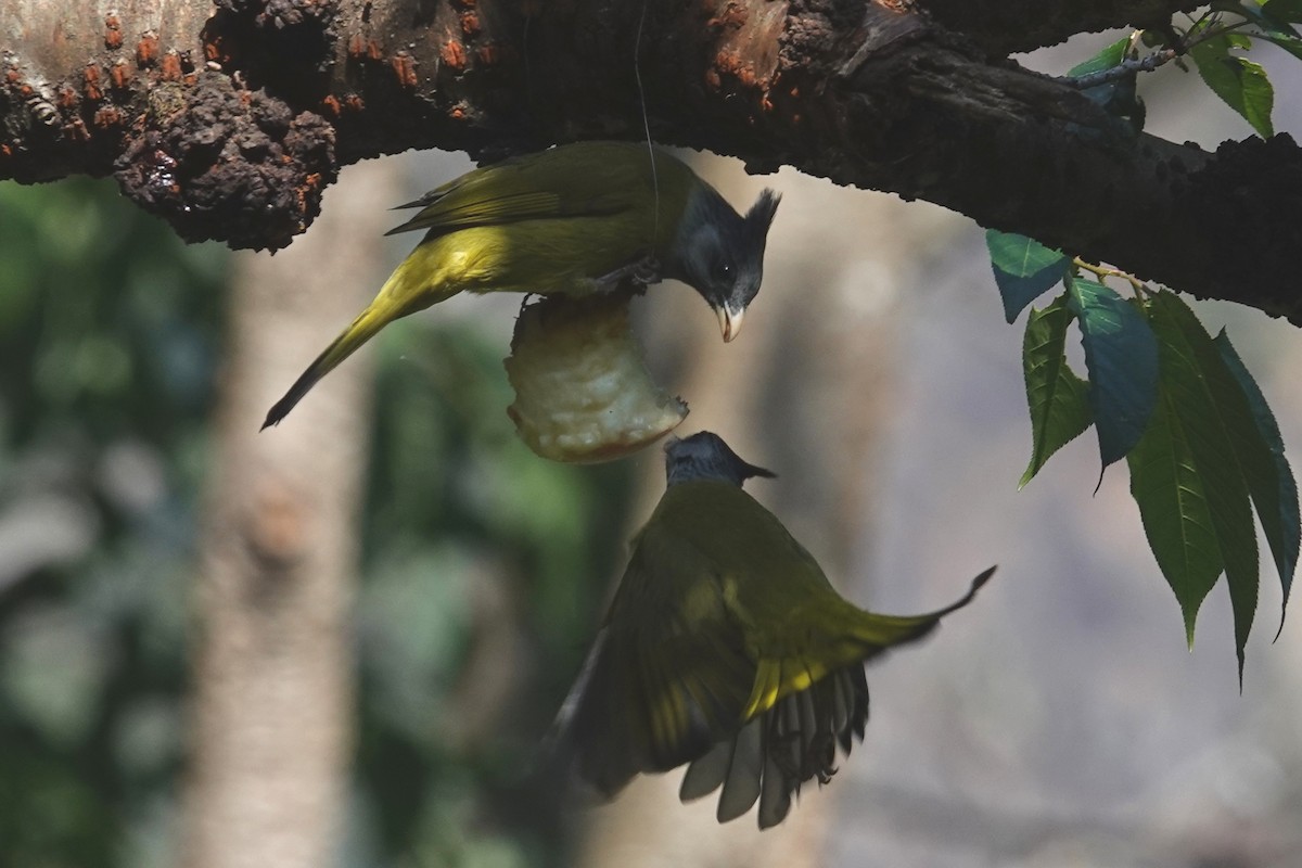 Crested Finchbill - ML642091460