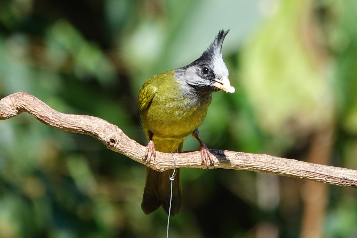 Crested Finchbill - ML642091461