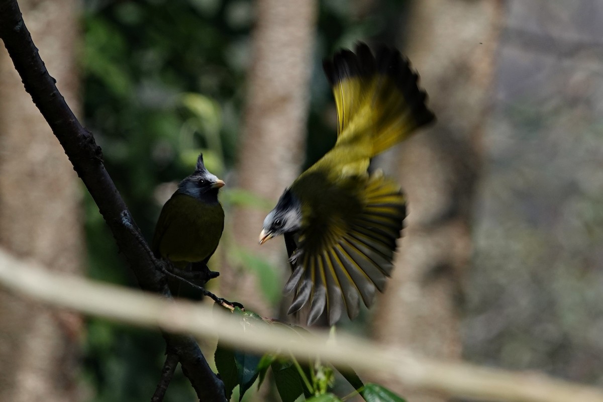 Crested Finchbill - ML642091462