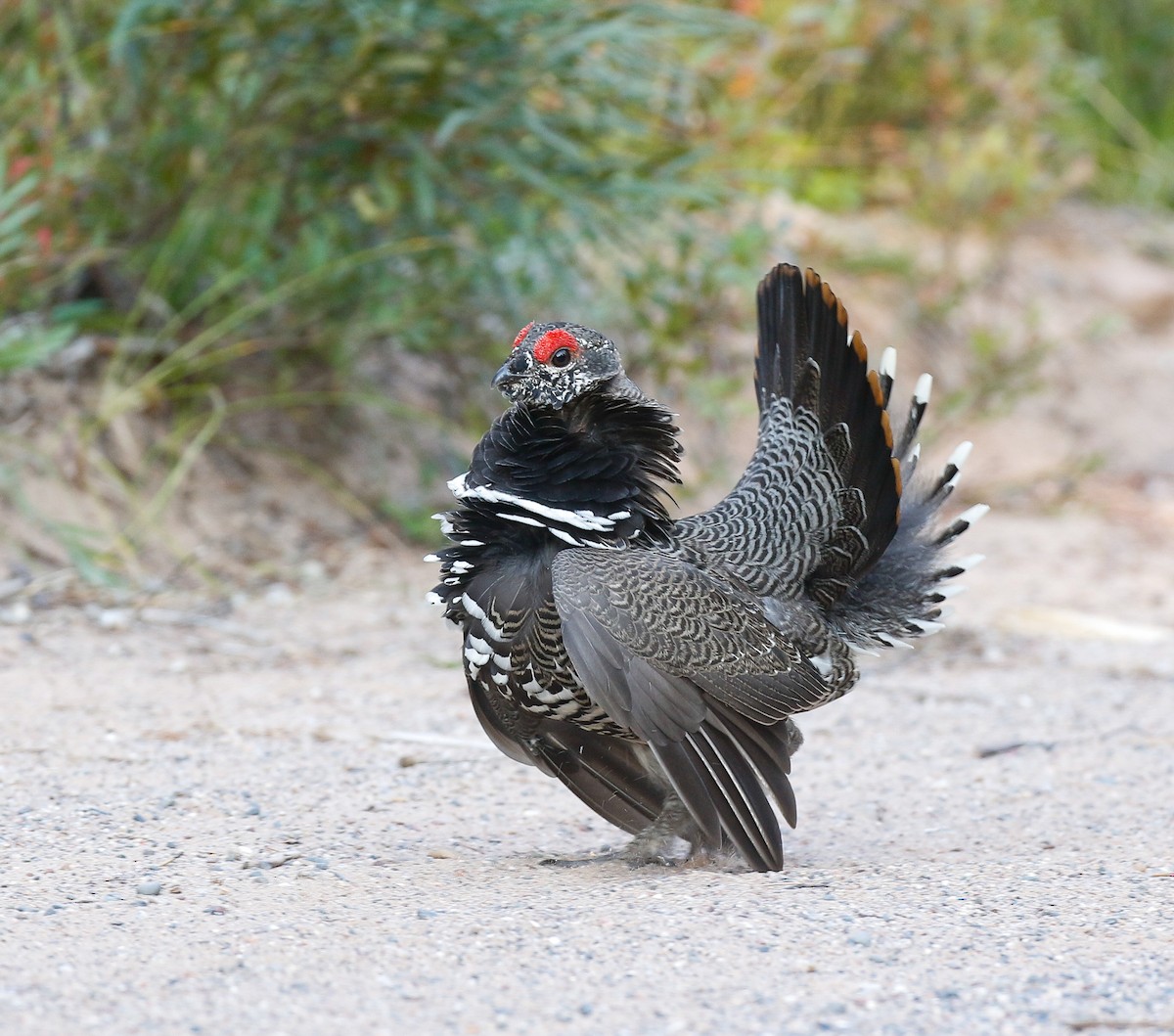 Spruce Grouse - Skye Haas