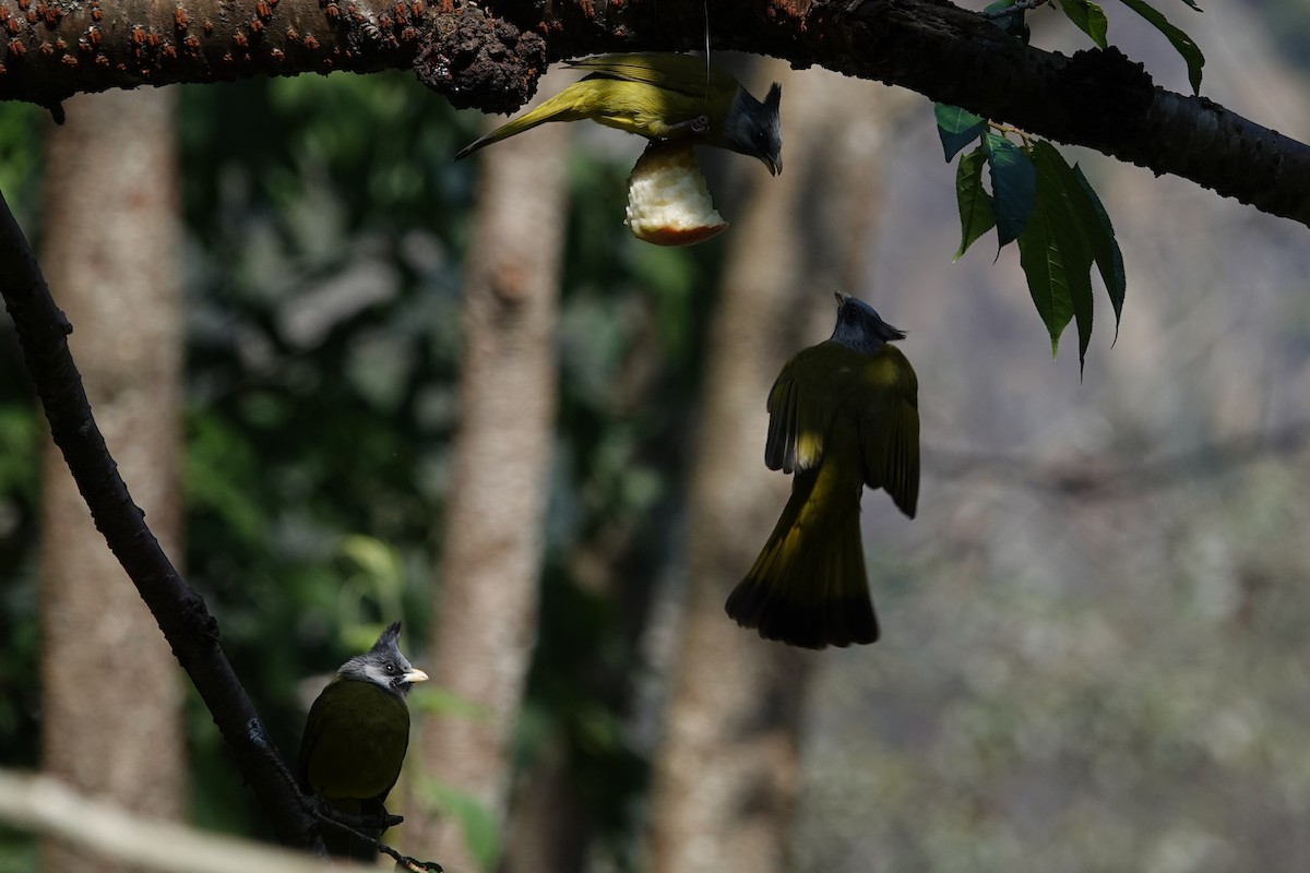 Crested Finchbill - ML642091464