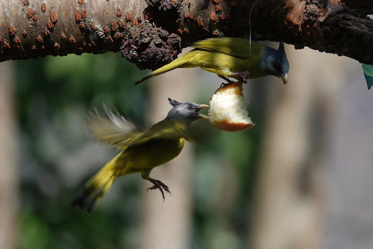 Crested Finchbill - ML642091465