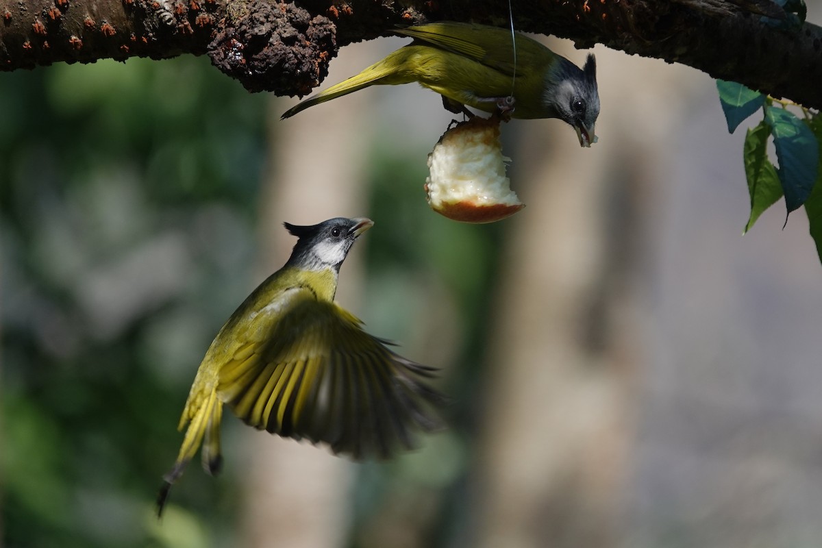 Crested Finchbill - ML642091466