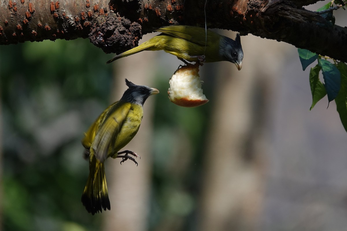 Crested Finchbill - ML642091467