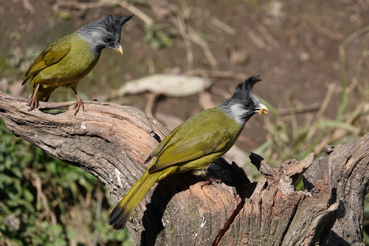 Crested Finchbill - ML642091469