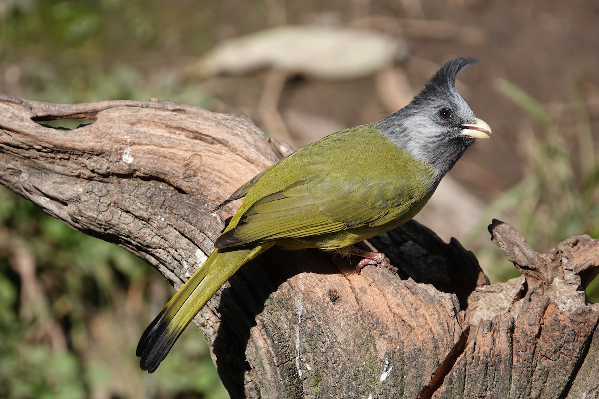 Crested Finchbill - ML642091470