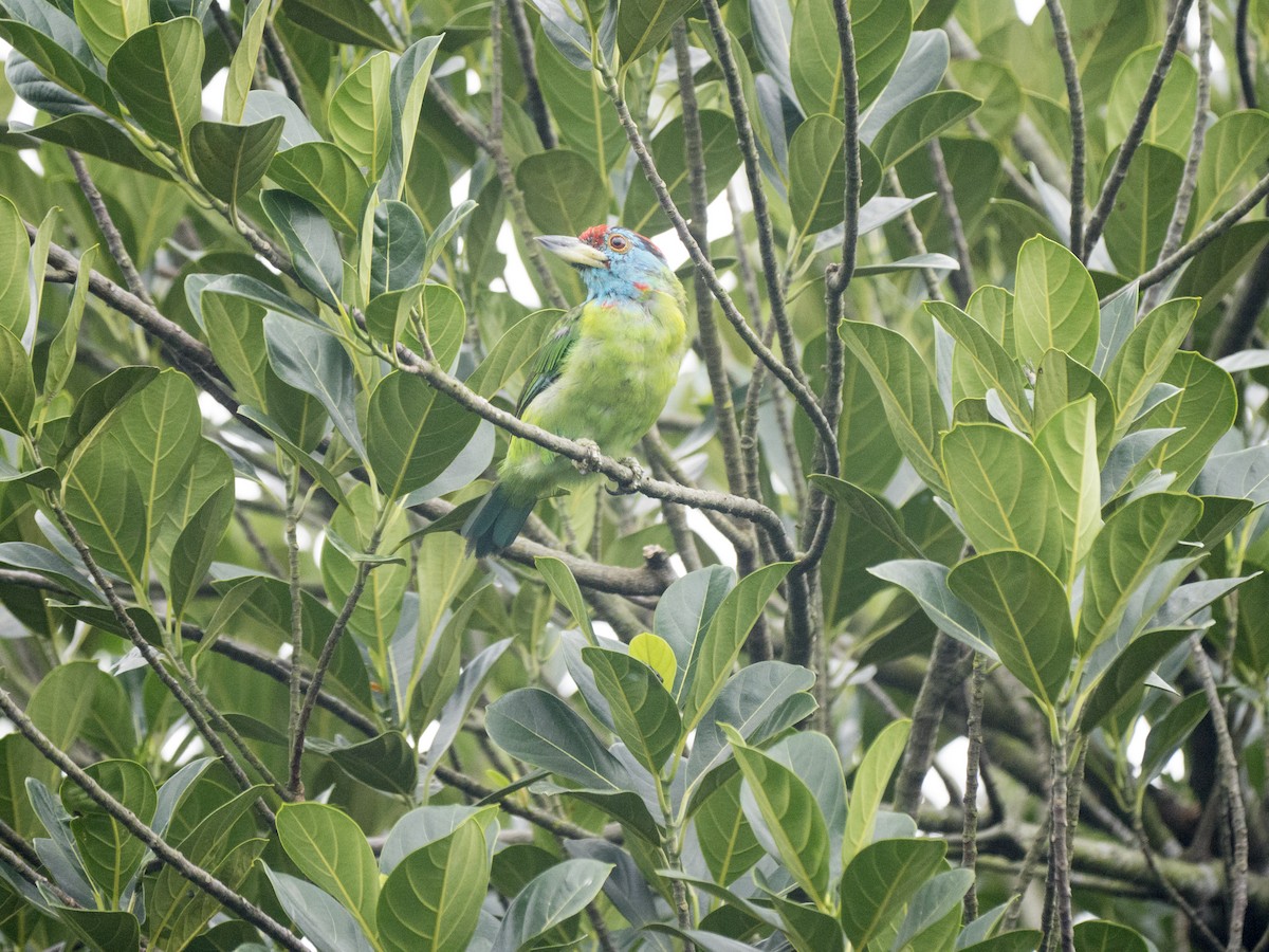 Blue-throated Barbet - ML642091471