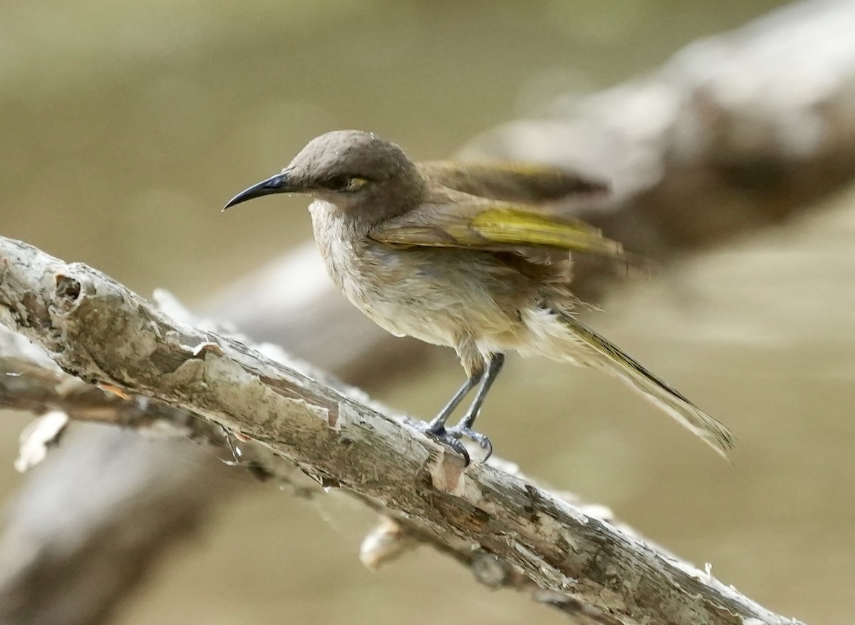 Brown Honeyeater - ML642091476