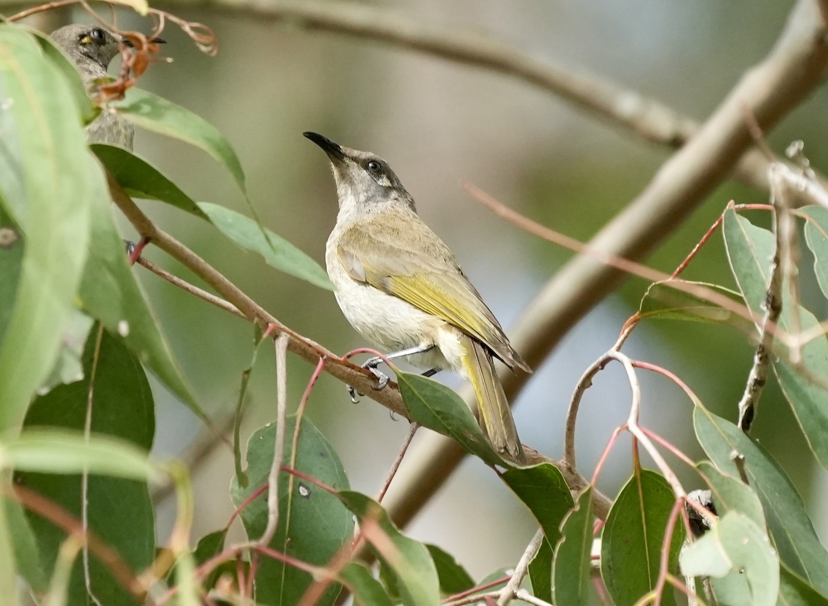 Brown Honeyeater - ML642091477