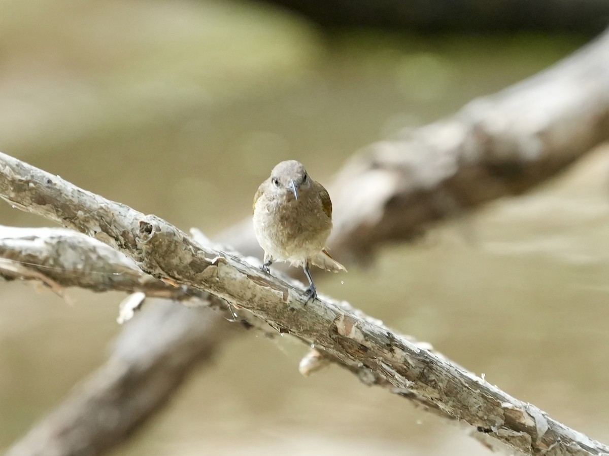 Brown Honeyeater - ML642091478