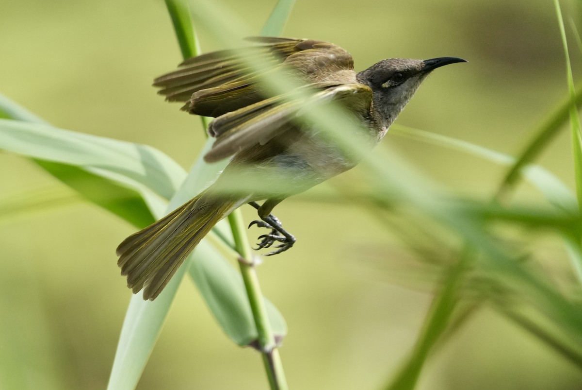Brown Honeyeater - ML642091479