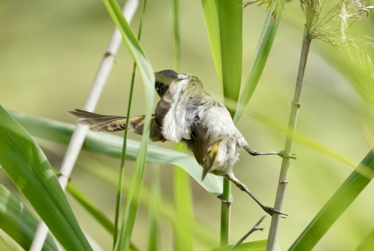 Brown Honeyeater - ML642091480
