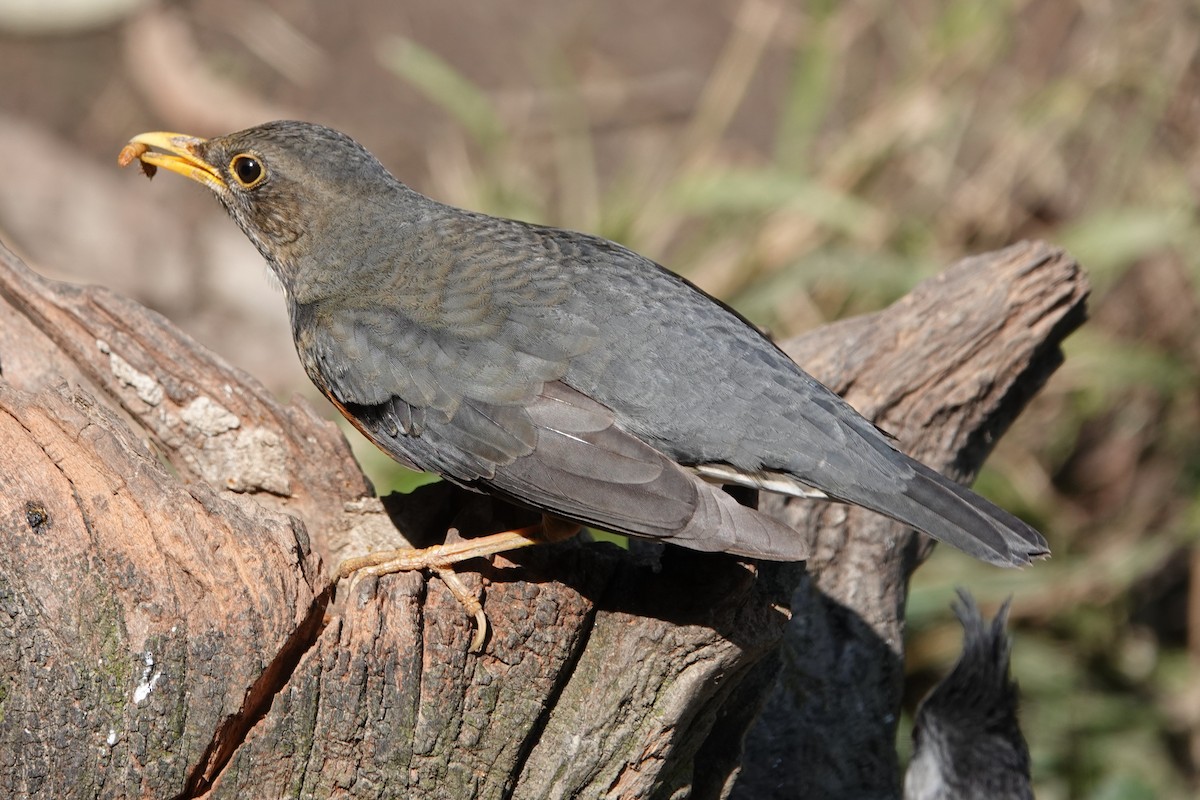 Black-breasted Thrush - ML642091483