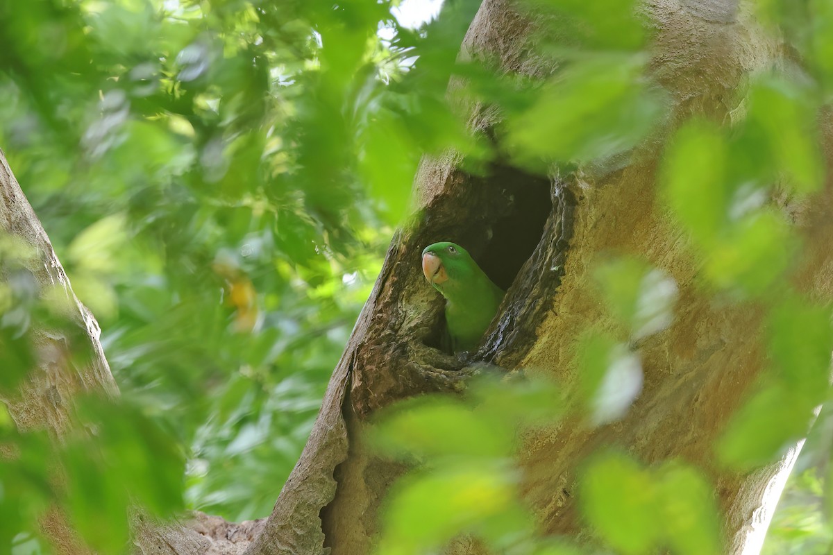 Azure-rumped Parrot - ML642091490
