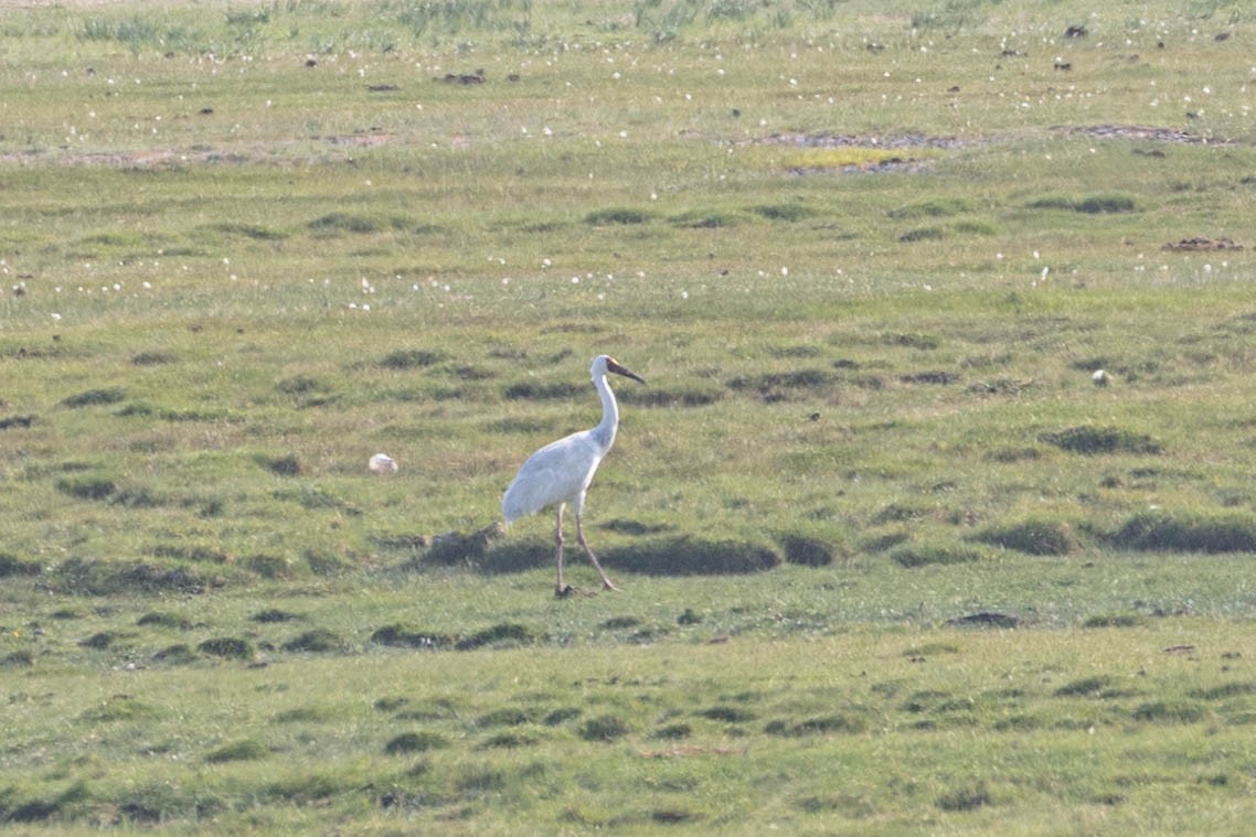 Siberian Crane - ML642091492