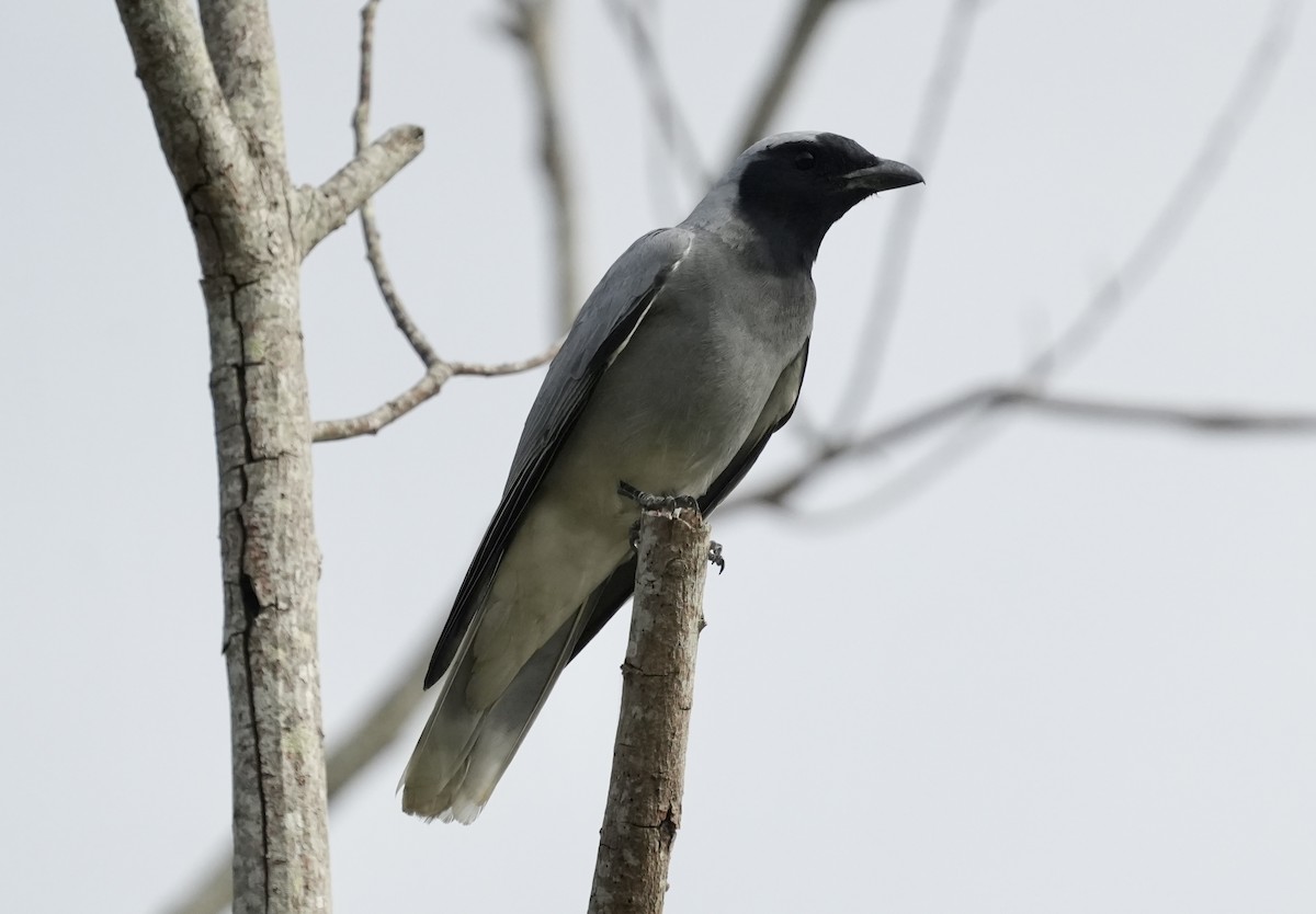 Black-faced Cuckooshrike - ML642091495