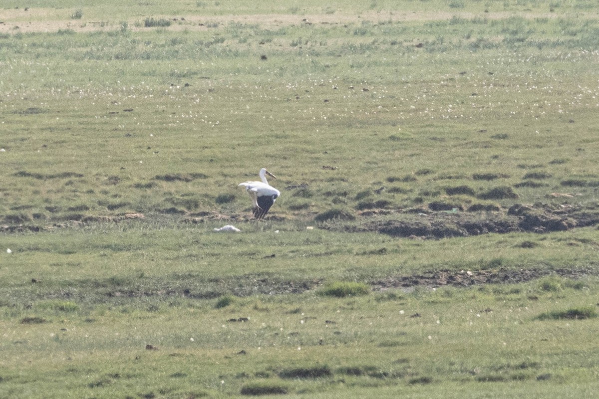 Siberian Crane - ML642091496
