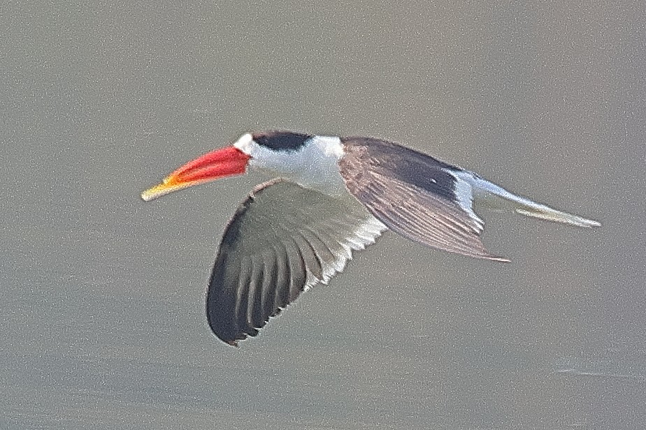 Indian Skimmer - ML642091511