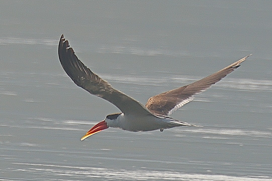 Indian Skimmer - ML642091512